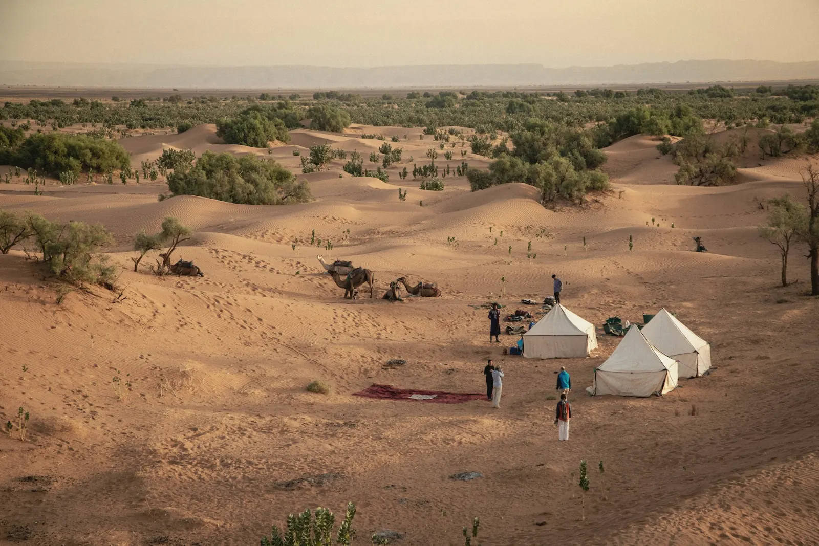 White tents of a desert camp among low dunes and scrub