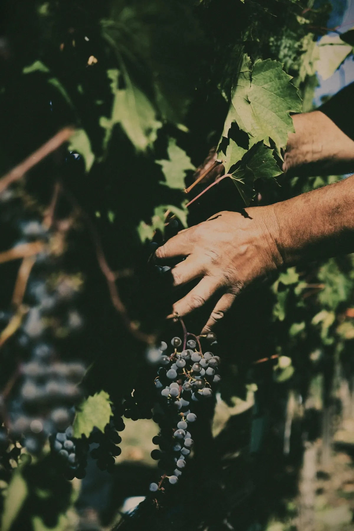 A hand picking dark grapes from the vine